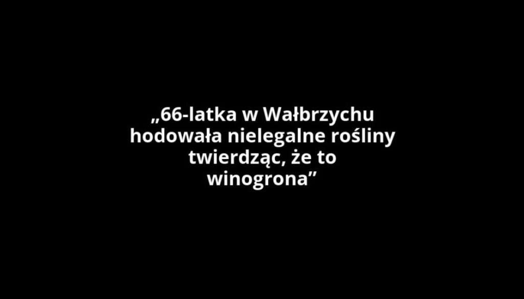 „66-latka w Wałbrzychu hodowała nielegalne rośliny twierdząc, że to winogrona”