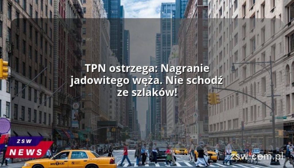 TPN ostrzega: Nagranie jadowitego węża. Nie schodź ze szlaków!