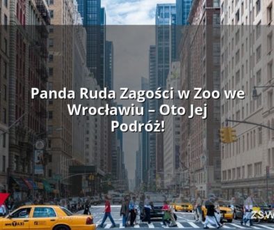 Panda Ruda Zagości w Zoo we Wrocławiu – Oto Jej Podróż!