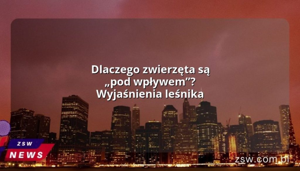 Dlaczego zwierzęta są „pod wpływem”? Wyjaśnienia leśnika